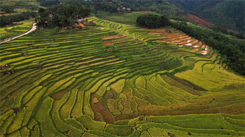 Uống ly cà phê, thảnh thơi ngắm mùa vàng Pù Luông